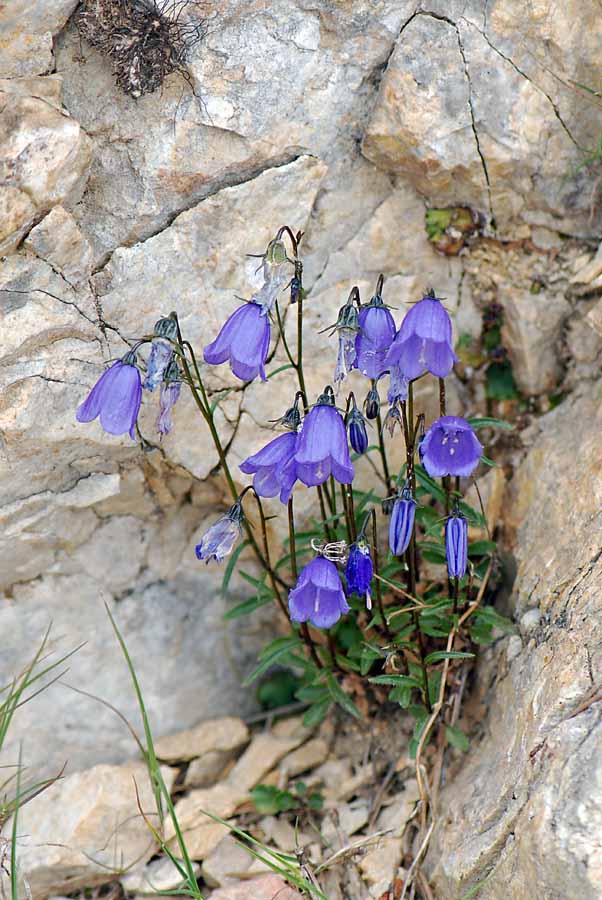 Campanula cochleariifolia / Campanula dei ghiaioni
